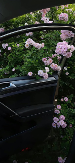 Rosas Rosas y Coche - Fondos de Pantalla 4K