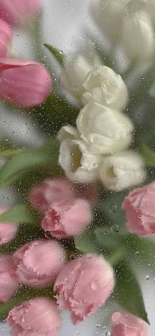 Tulipes et Gouttes d'Eau - Fond d'Écran 4K