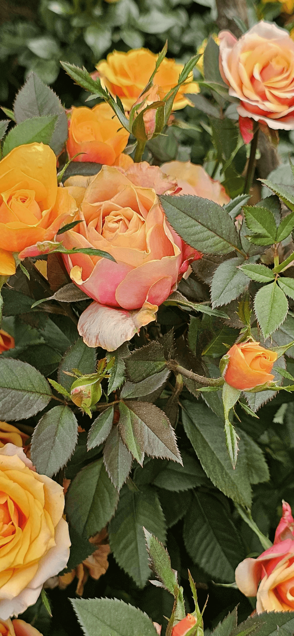 Primer plano de rosas de color naranja y melocotón en un jardín verde con luz natural suave.