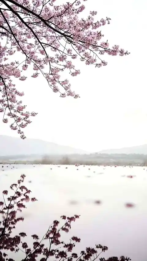 Frühling Sakura Minimalistisch - Live Hintergrund