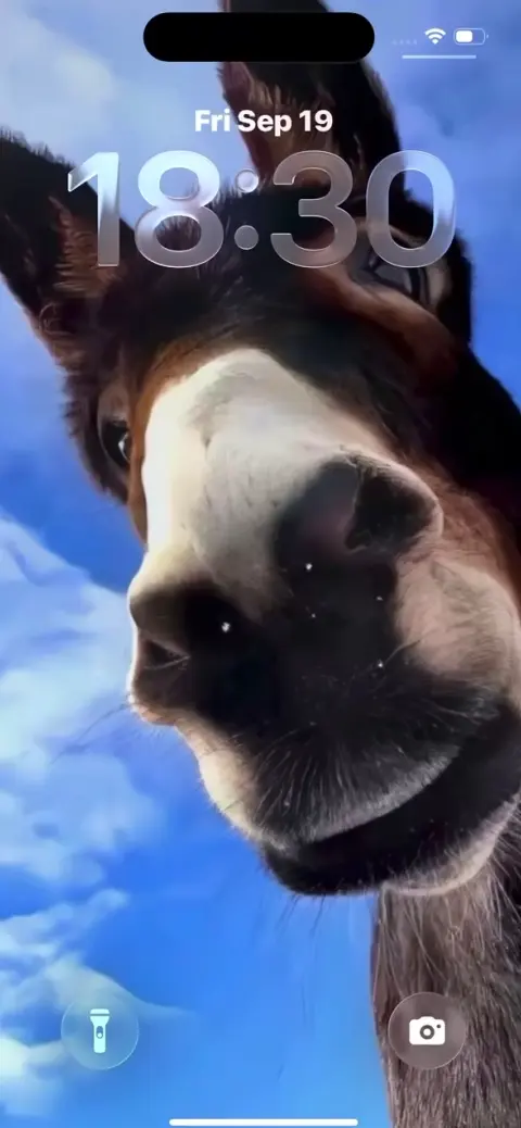 Funny Donkey Close-up - 4K Mobile Wallpaper