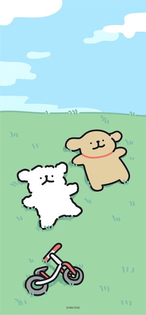 Maltese Hunde Wiese - 4K Hintergrundbild
