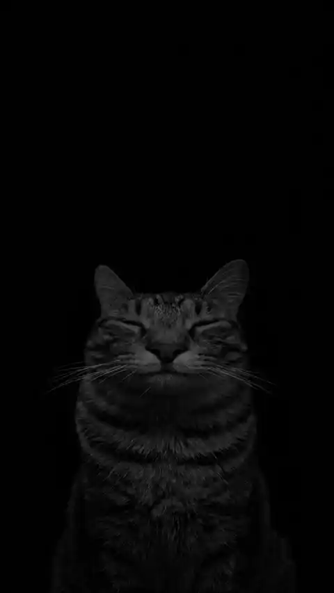 Serene Katze Minimalistisch - Bewegliches Wallpaper