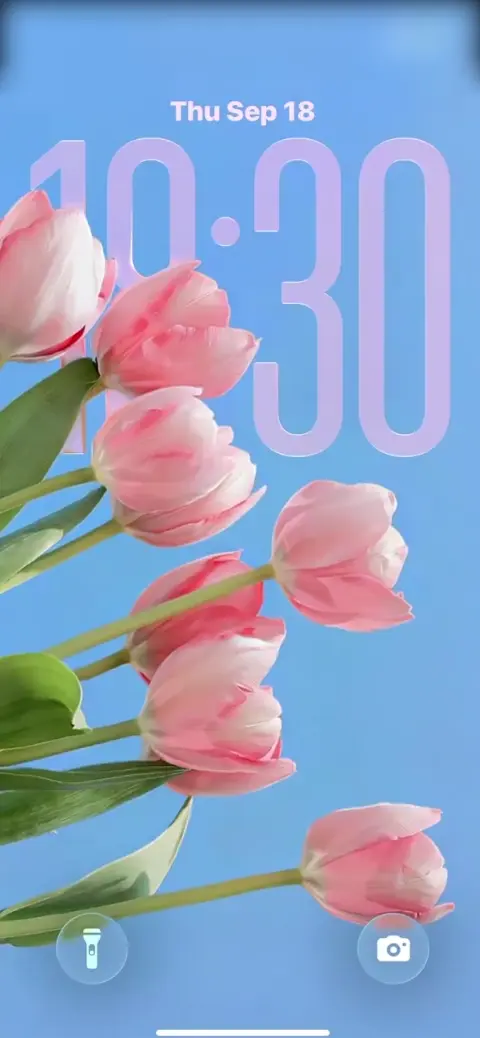 핑크 튤립과 맑은 하늘 - 4K 배경화면