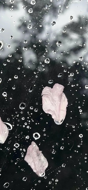 Pétalos de Cerezo en Lluvia - Fondos para Celular
