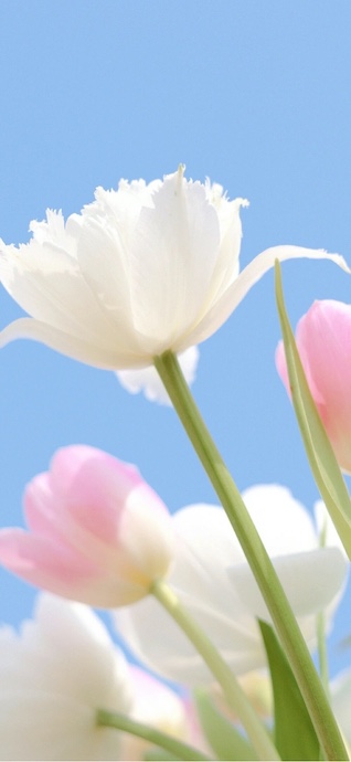 White and Pink Tulips in Spring Sky - 4K Wallpaper