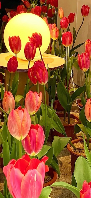 Frühlingshafte Tulpen - 4K Hintergrundbild