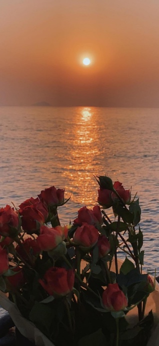 Rosas Rojas y Atardecer en el Mar - Fondos 4K