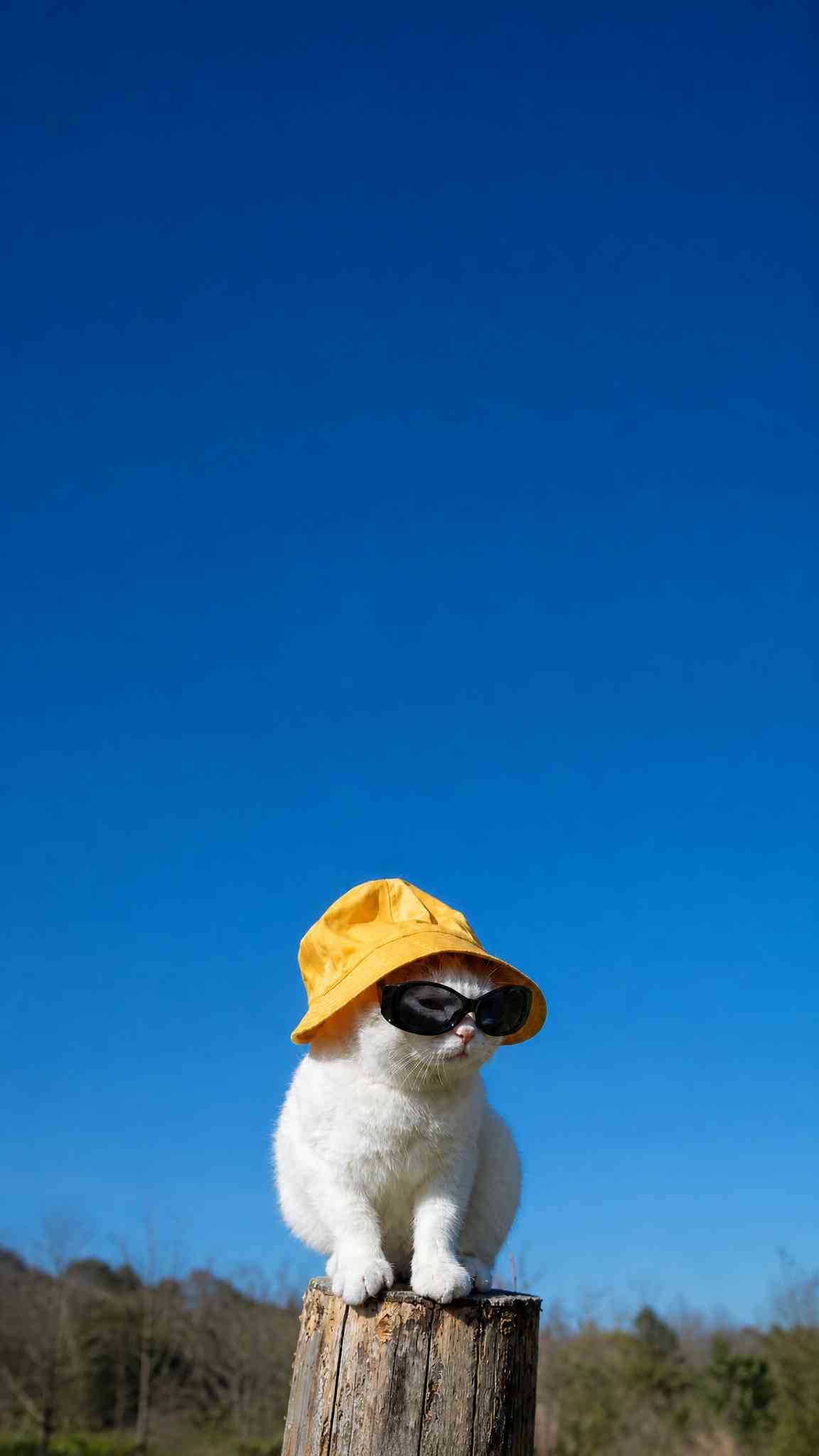 Cool Cat with Sunglasses & Yellow Hat - 4K Wallpaper