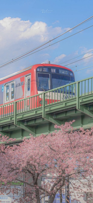 青空の下、満開の桜の木の上を走る赤い京急電鉄の車両。春の日本の風景。