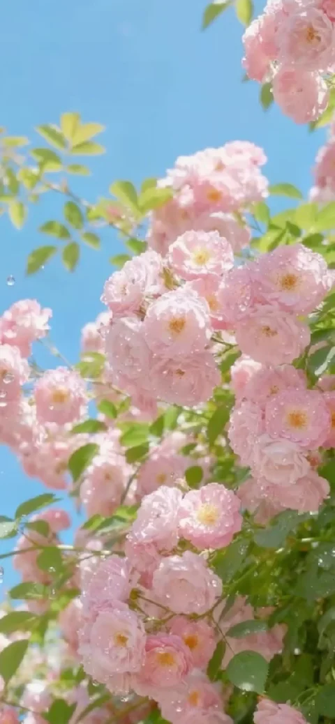 Pink Roses & Blue Sky Nature Live Wallpaper
