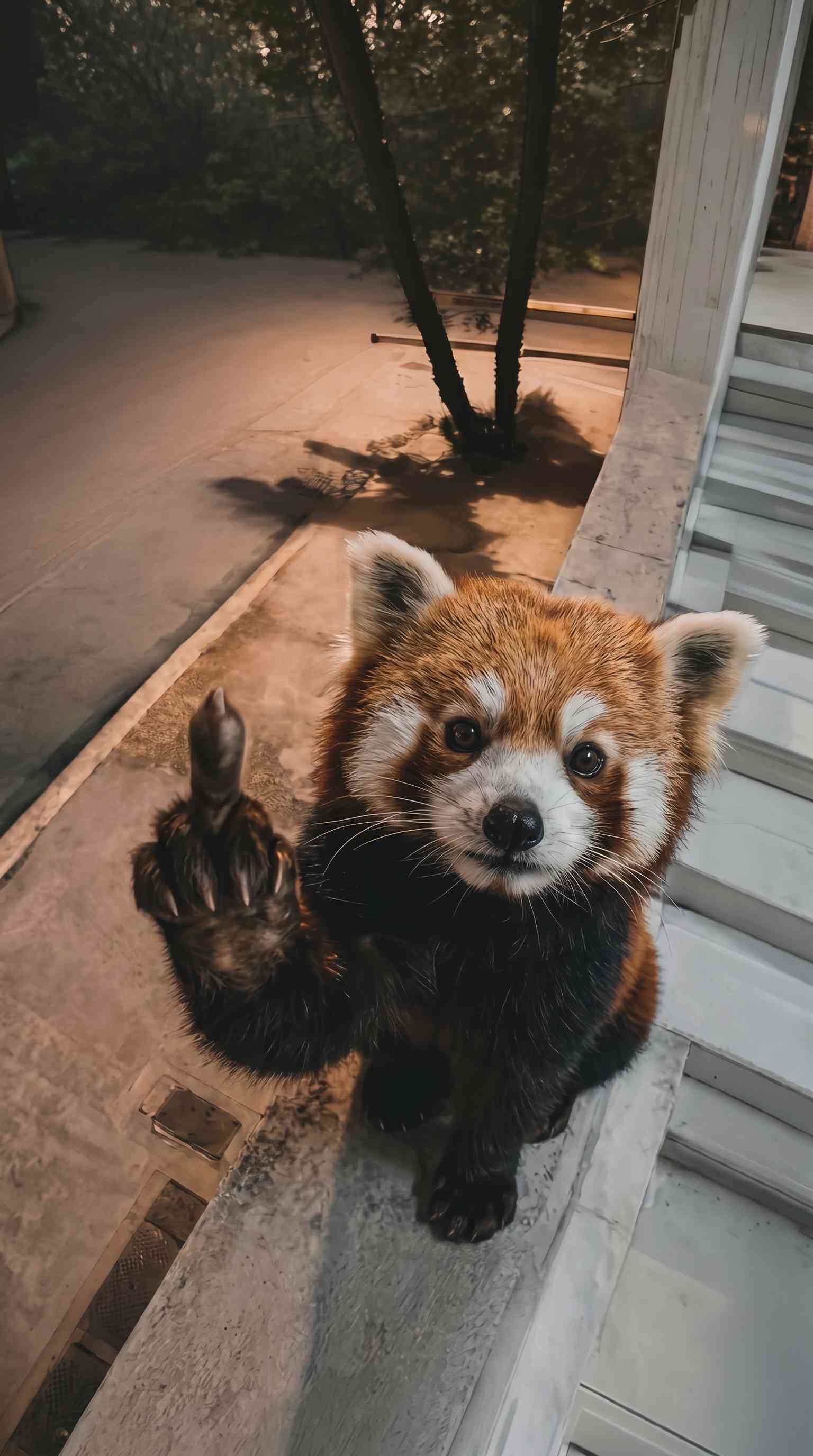 Funny Red Panda Gesture - 4K Phone Background