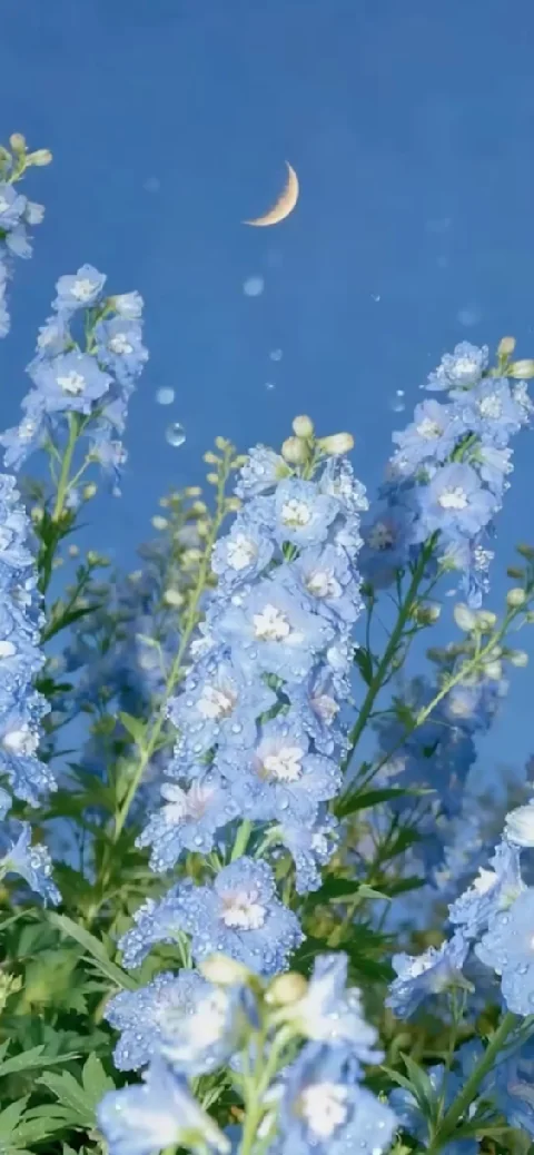 Dreamy Blue Delphinium & Moon Live Wallpaper