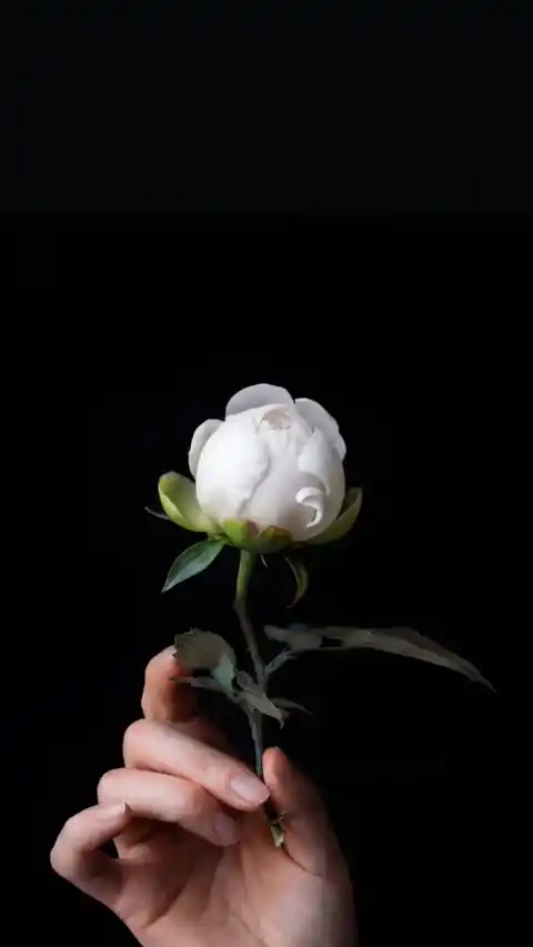 화이트 피오니 미니멀 - 움직이는 배경화면