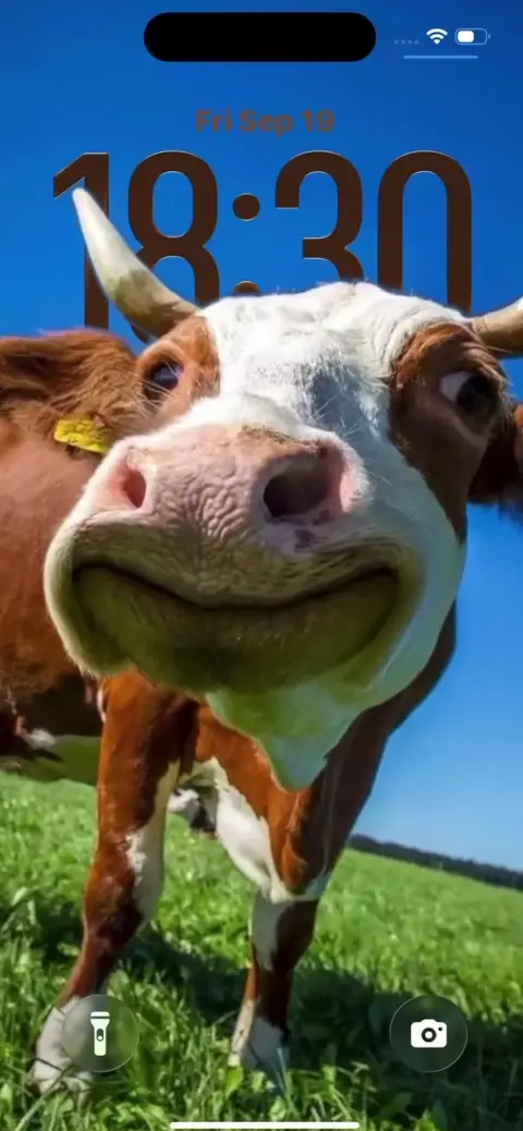 Funny Smiling Cow Wide-Angle - 4K Wallpapers