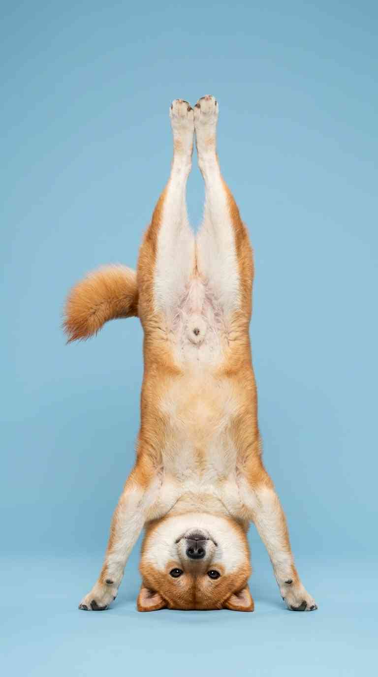 Lustiger Shiba Inu - 4K Handy Wallpaper