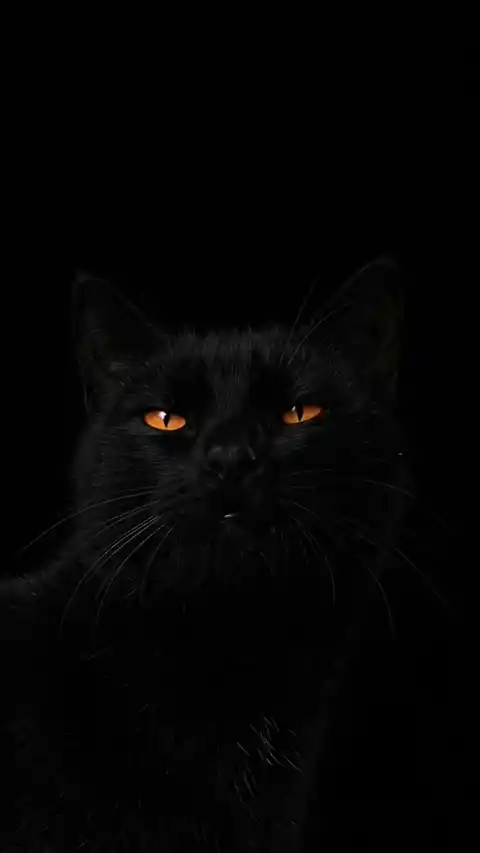 Minimalist Black Cat - Live Wallpaper