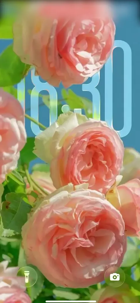 핑크 가든 장미 - 4K 고화질 배경화면
