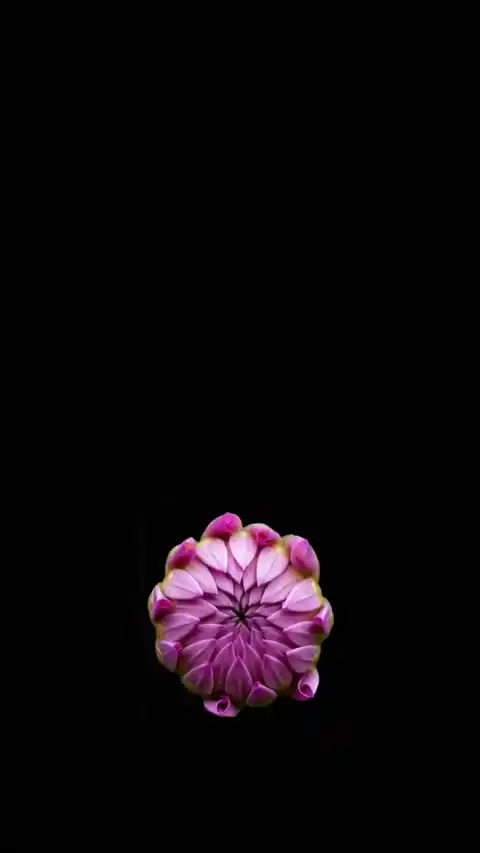미니멀 보라색 꽃 개화 - 라이브 배경화면