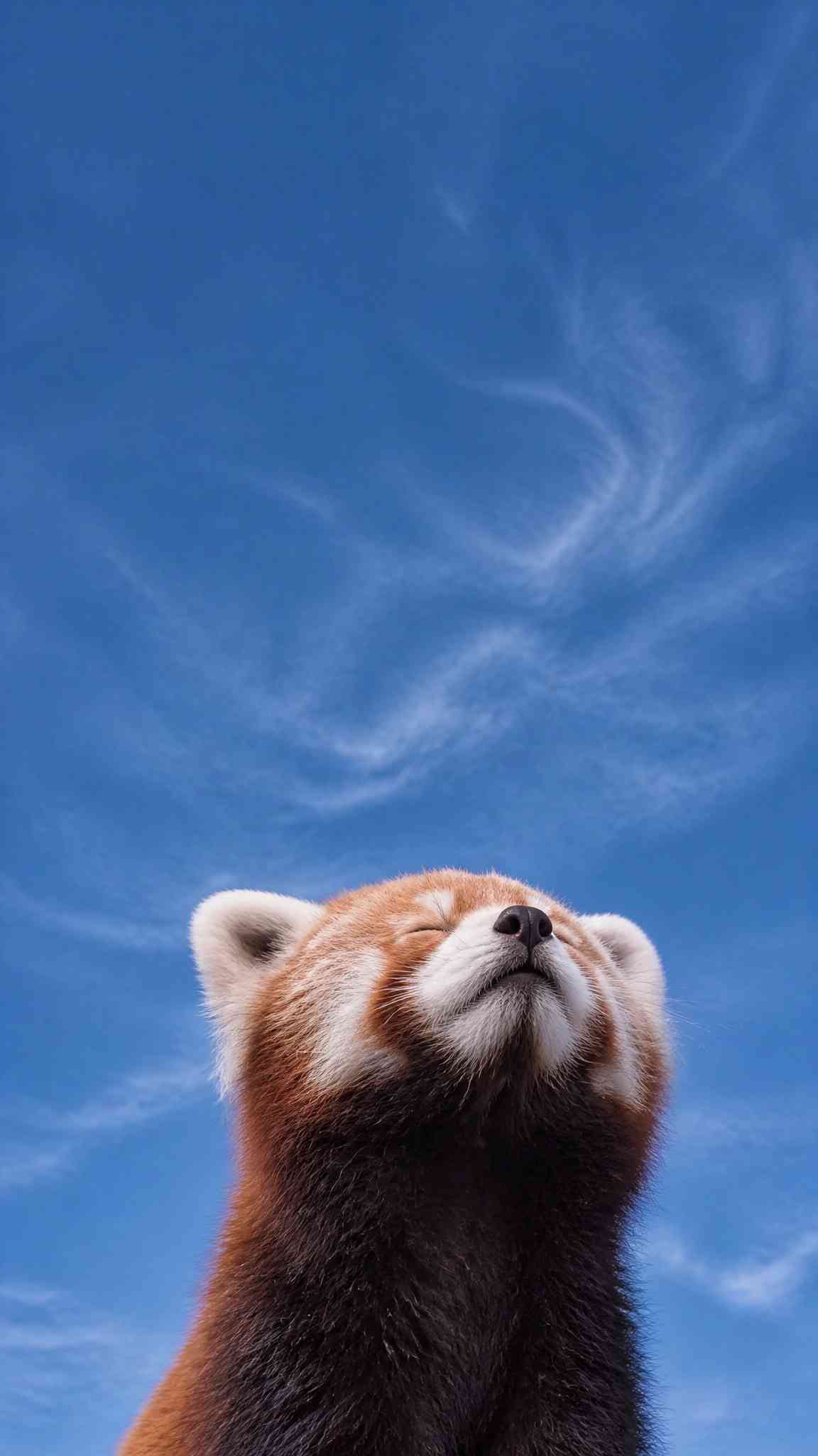 Red Panda Bliss: Serene Blue Sky 4K Wallpaper
