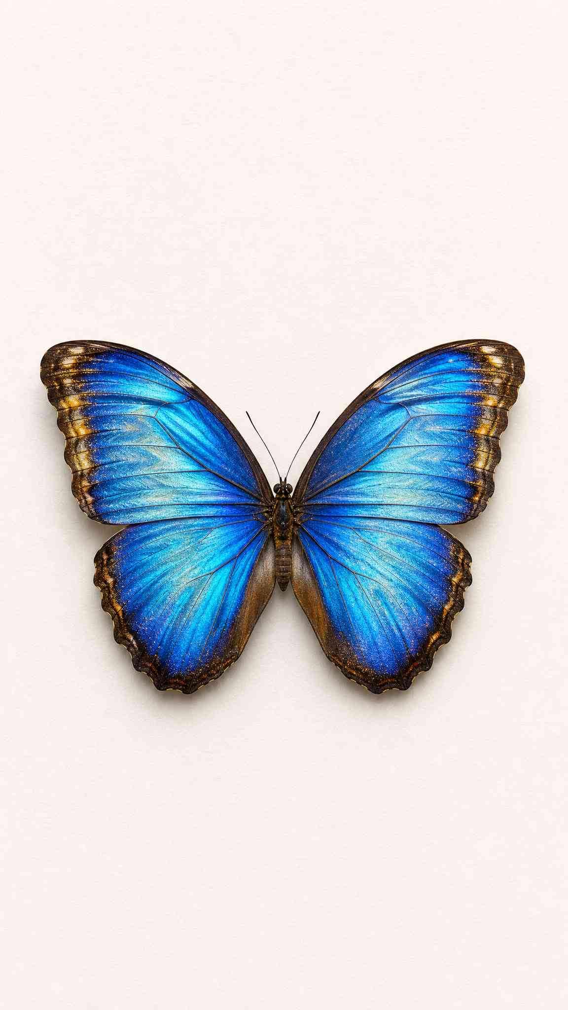 Blue Morpho Butterfly Macro - 4K Wallpaper