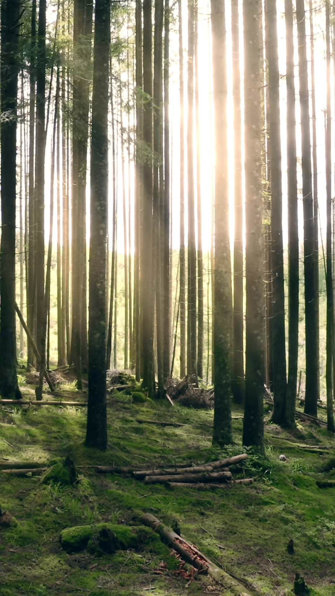 Bosque Rayos de Sol - Fondo en Movimiento