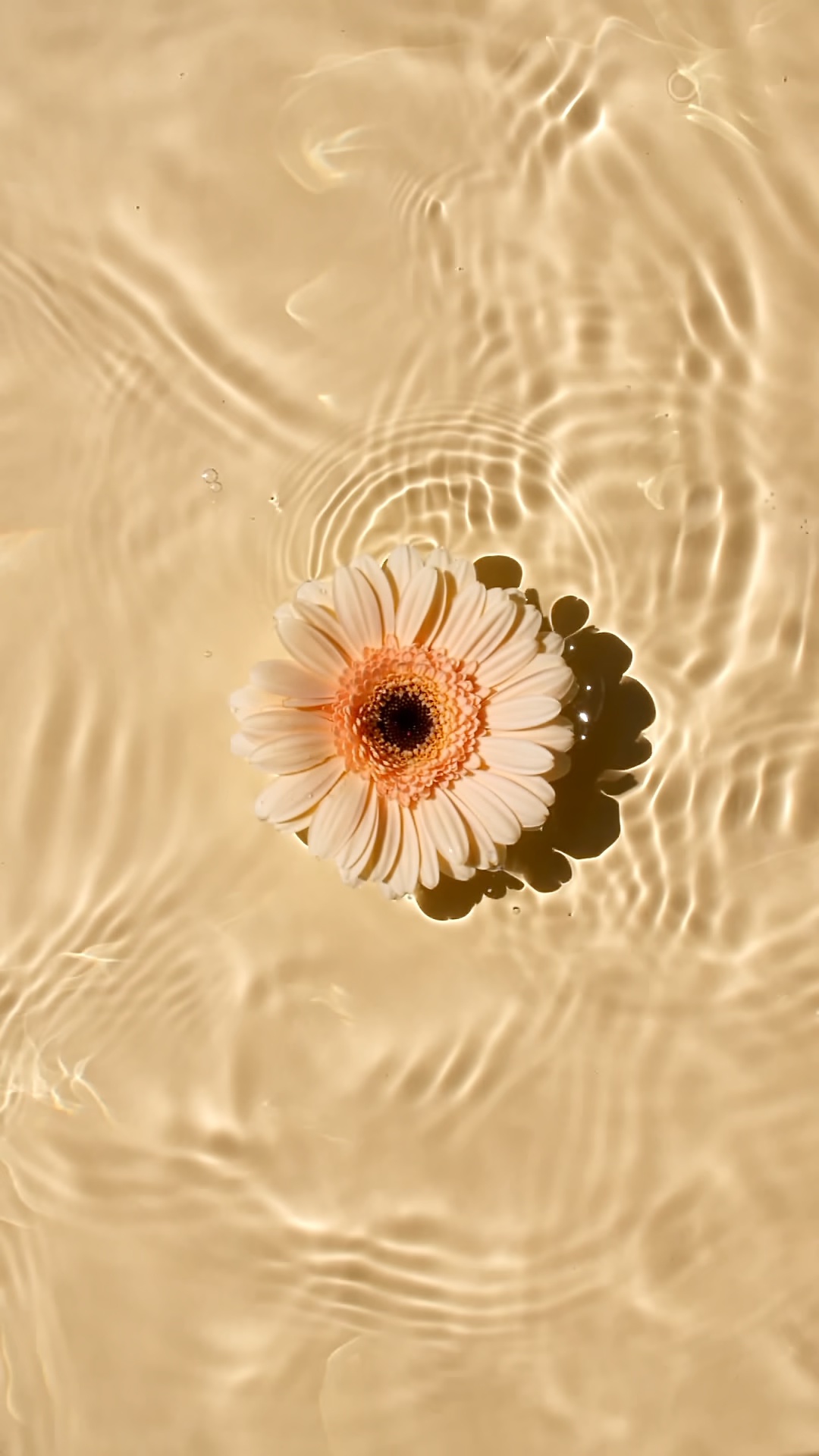 Aesthetic Gerbera Flower Water Ripples - Live Wallpaper