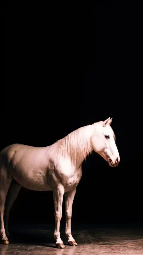 Majestic White Horse Minimalist - Live Wallpaper