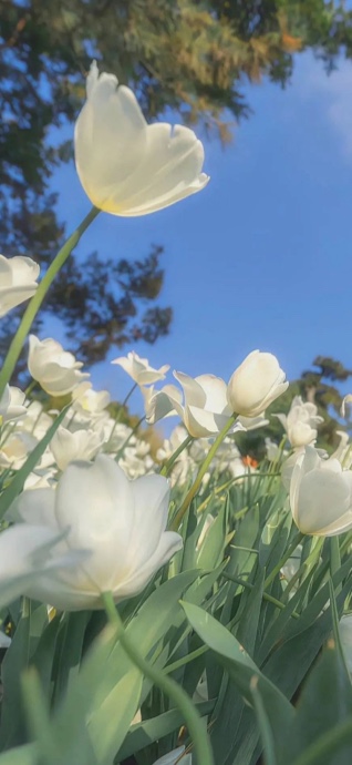 White Tulips Field - 4K Phone Background