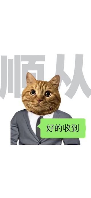 Business Katze 'Verstanden' - 4K Hintergrundbild