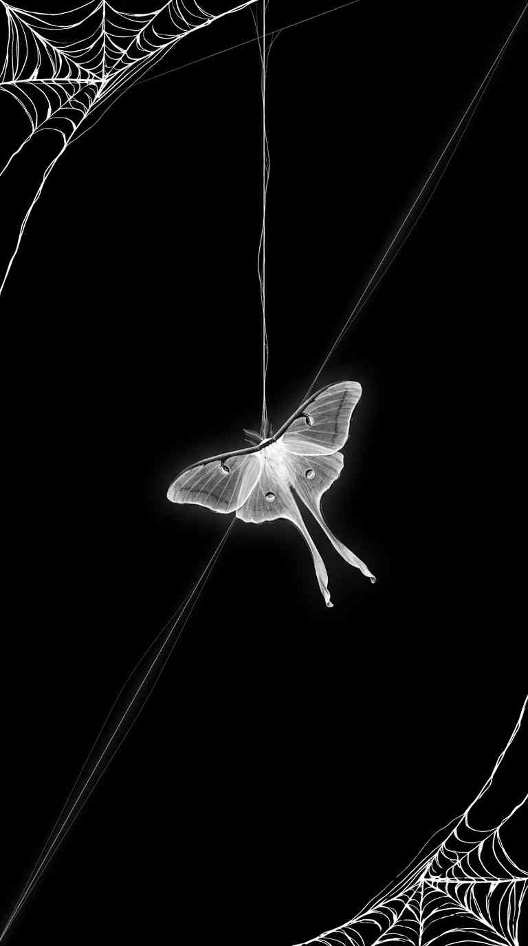 Luna Moth Spider Web - 4K Aesthetic Wallpaper