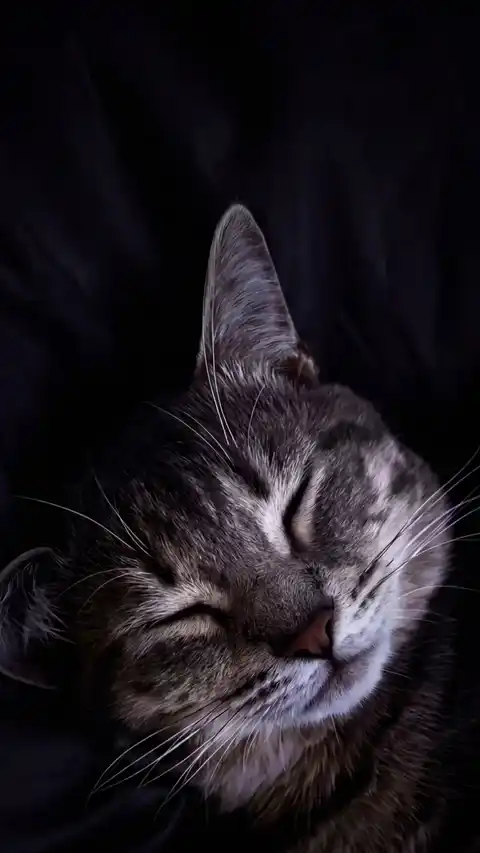 Sleeping Tabby Cat Minimalist - Live Wallpaper