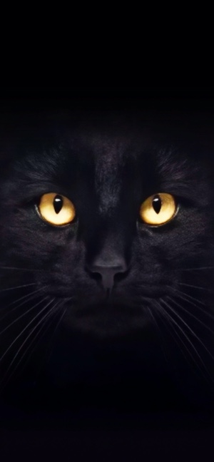 黒猫と金色の瞳 - 4K壁紙・スマホ待ち受け