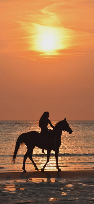 Caballo en la Playa al Atardecer - 4K Fondos
