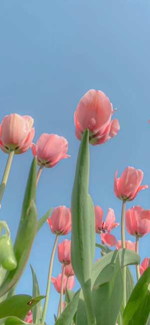 Tulipanes Rosas Primavera - Fondos de Pantalla 4K