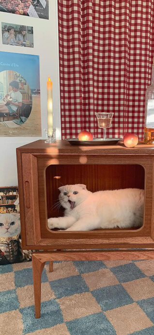 Gato Blanco en Gabinete Retro - Fondos de Pantalla 4K