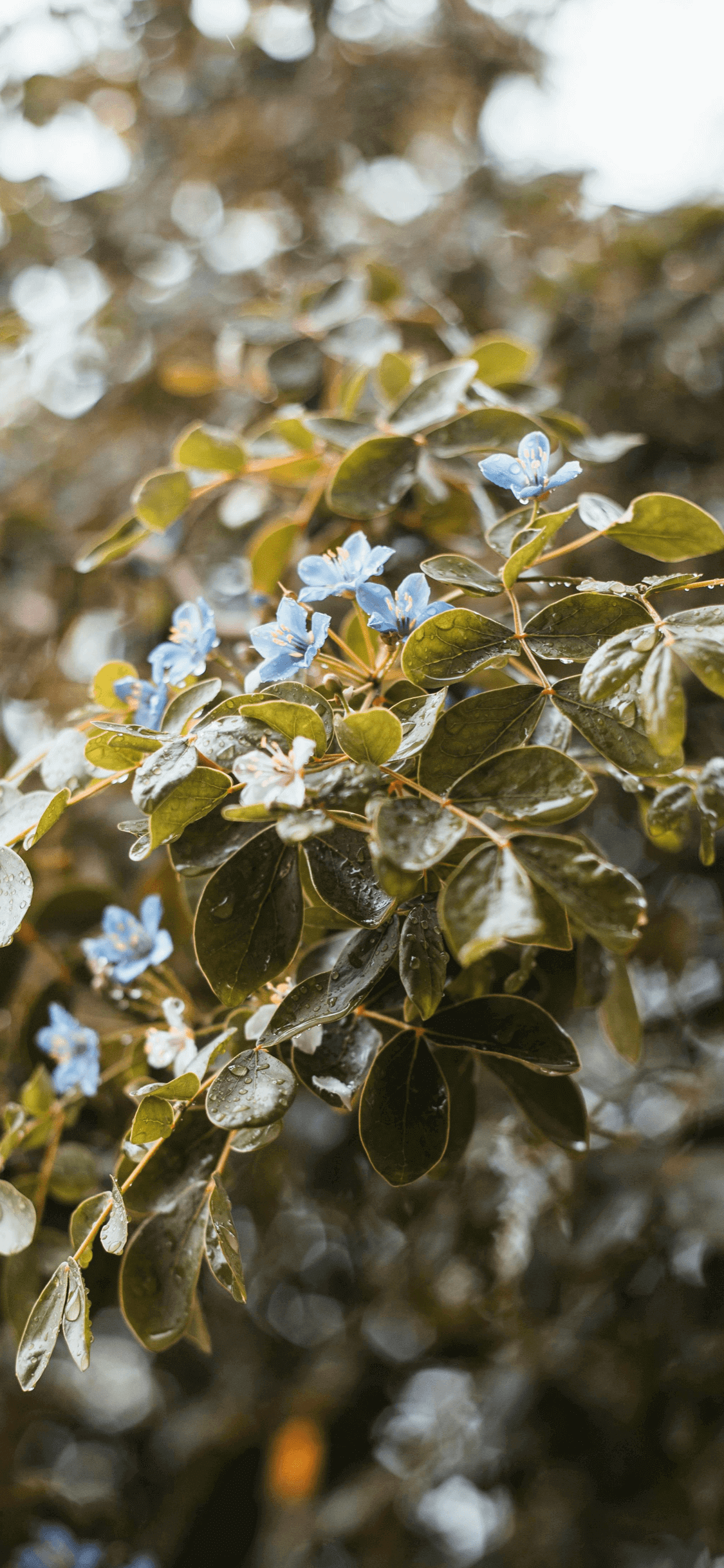 Fleurs Bleues sous la Pluie - Fond d'écran 4K