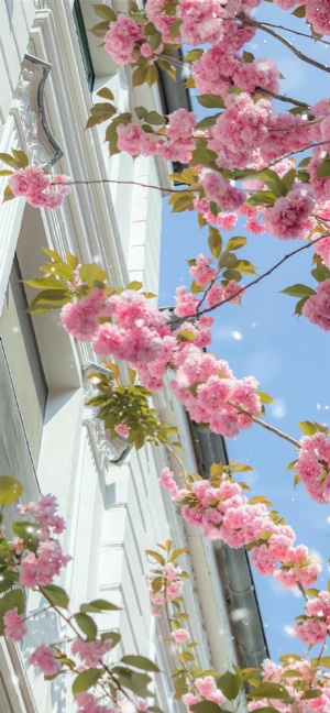 Cerezos en Flor y Arquitectura - Fondos 4K