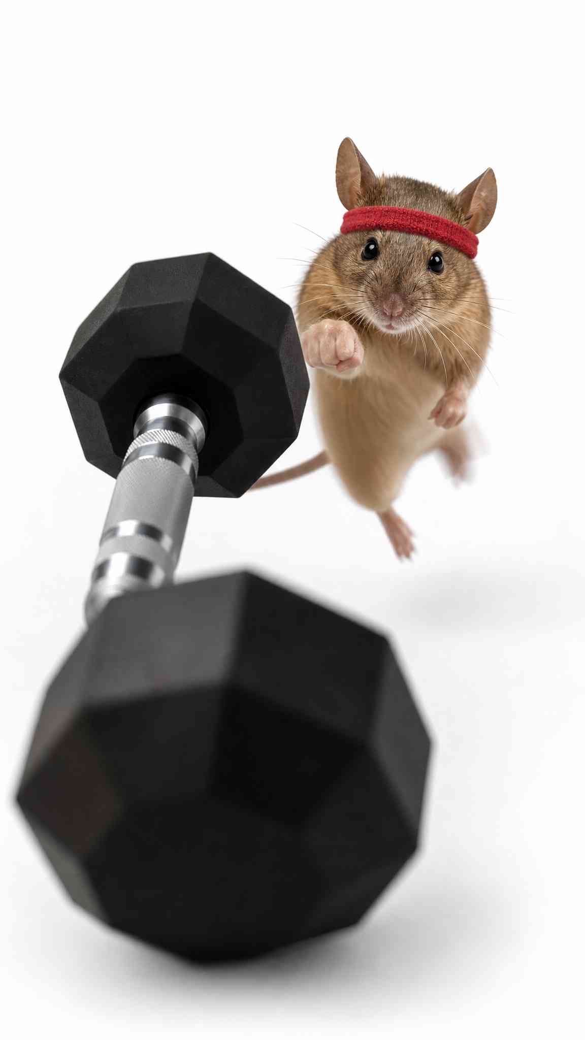 Fitness Mouse Gym Motivation - 4K Wallpaper