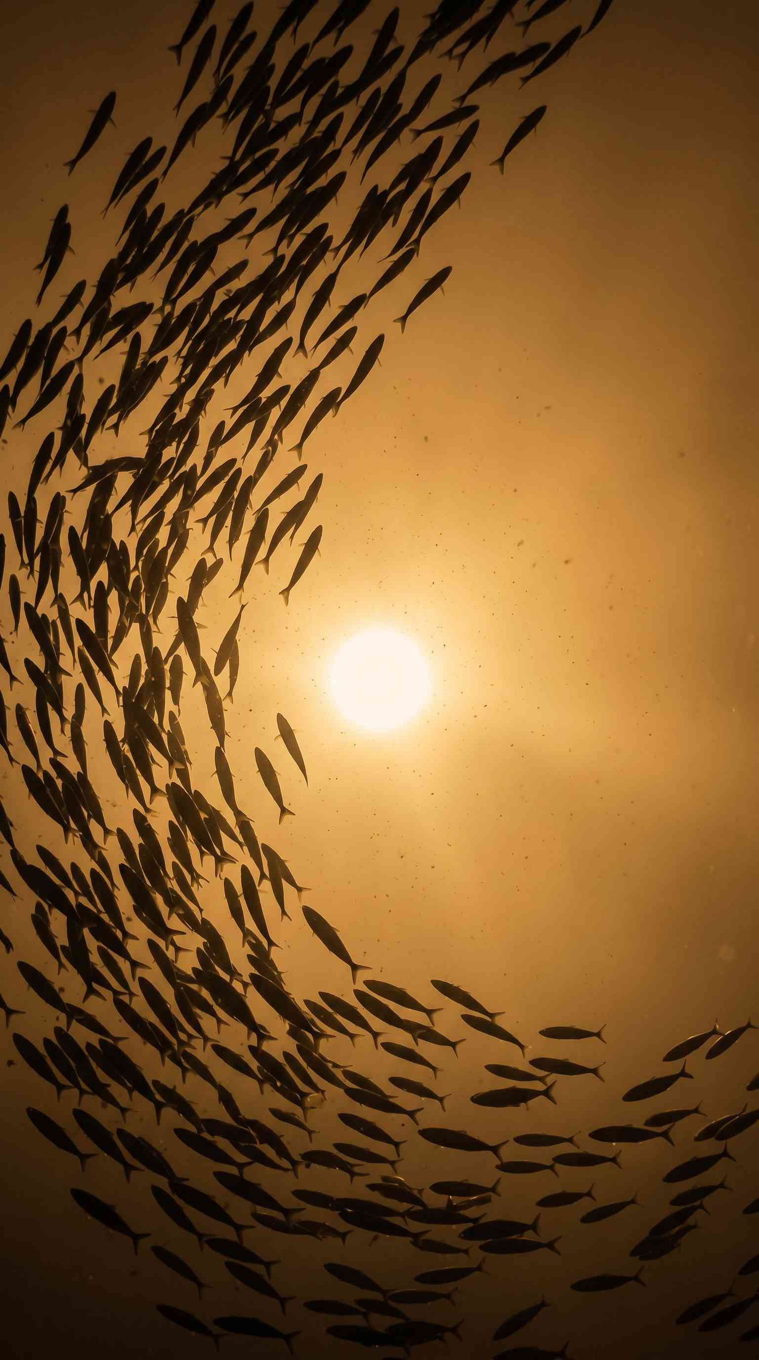 Golden Fish Swirl - 4K Wallpaper