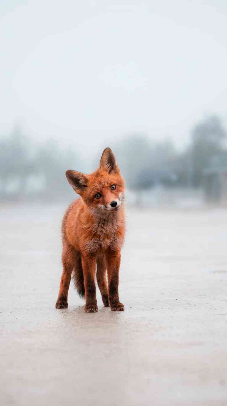 Renard Roux Photographie - Fond d'écran 4K