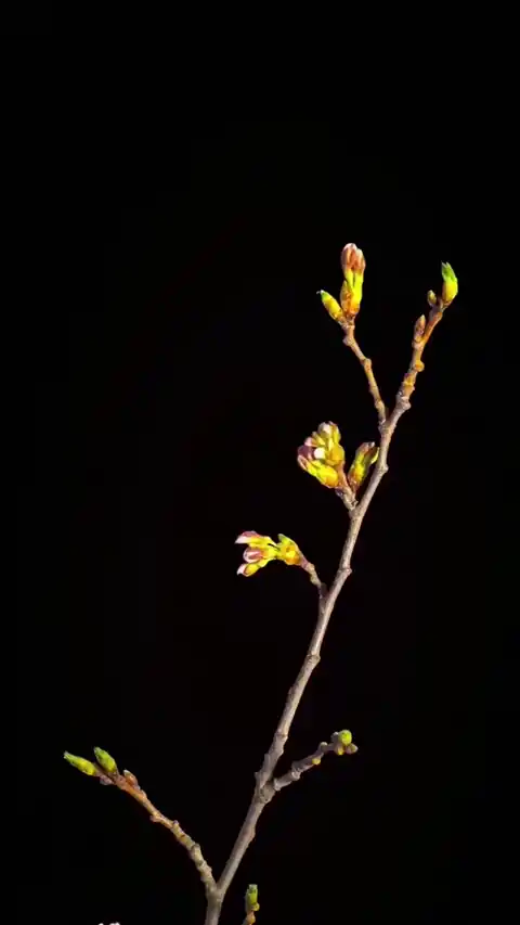 Spring Sakura Flower Bud Minimalist - Live Wallpaper