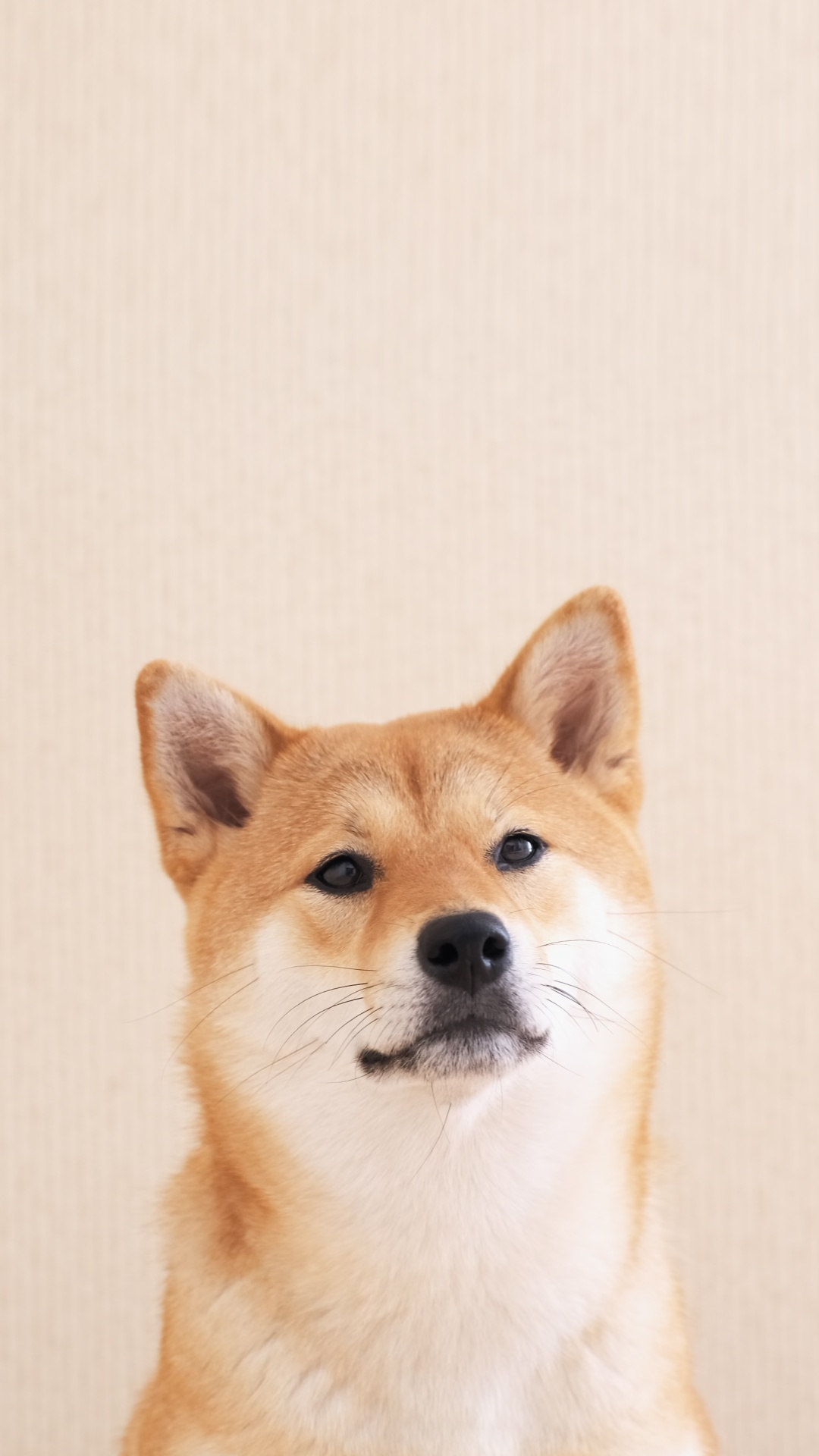 Cute Shiba Inu Minimalist - Live Wallpaper