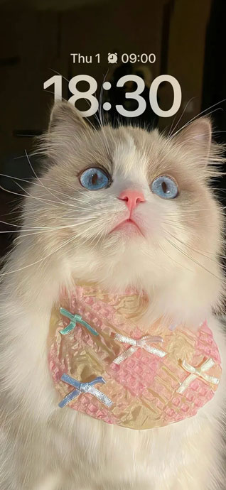 Flauschige Ragdoll Katze - 4K Hintergrundbild