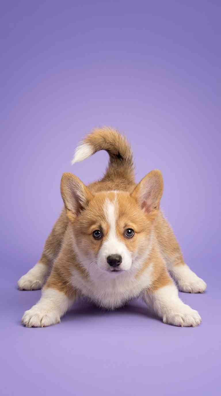 Corgi Puppy Playful Pose - 4K Phone Background