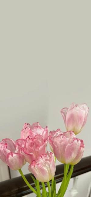 Rosa Tulpen - 4K Handy Wallpaper