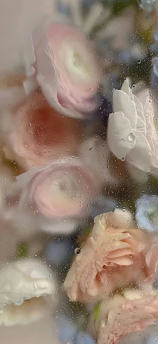 Roses et Gouttes d'Eau - Fond d'écran 4K Esthétique
