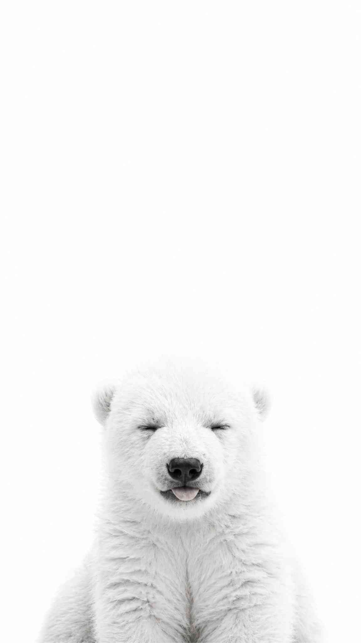 Cute Baby Polar Bear Wallpaper for Your Phone