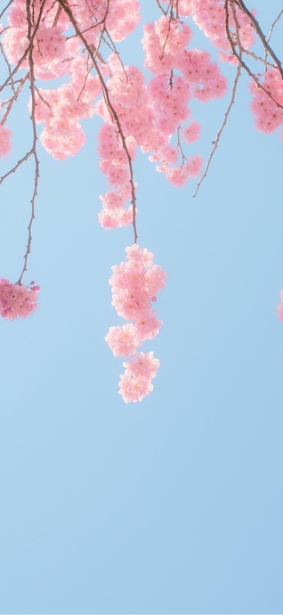Sakura Flores de Cerezo - Fondos de Pantalla 4K
