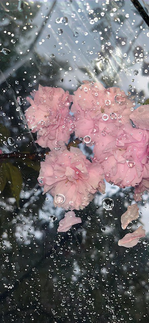 Cerezos y Gotas de Lluvia - Fondos para Celular 4K